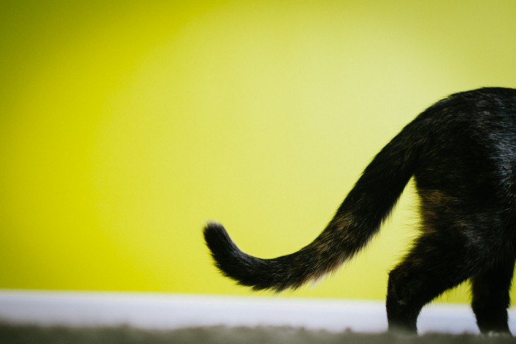 10 волнующих фактов о кошачьем хвосте