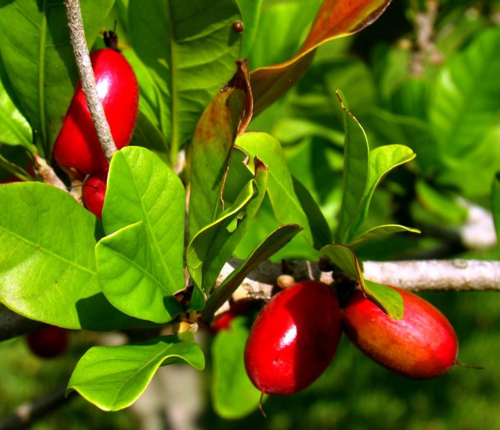 Synsepalum dulcificum