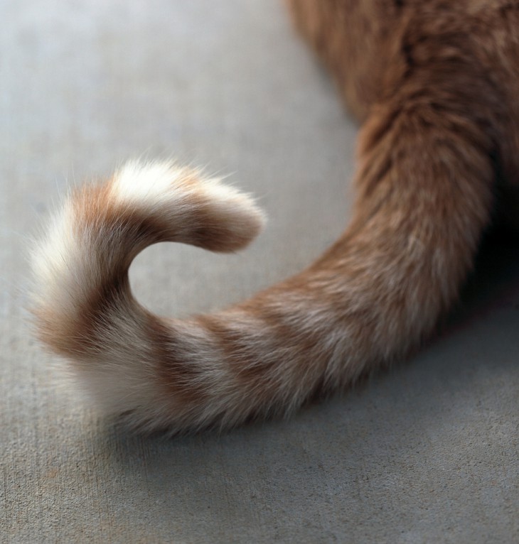 10 волнующих фактов о кошачьем хвосте
