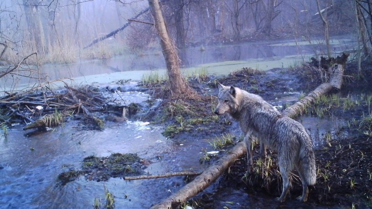 Sergey Gashchak/Chernobyl Centre