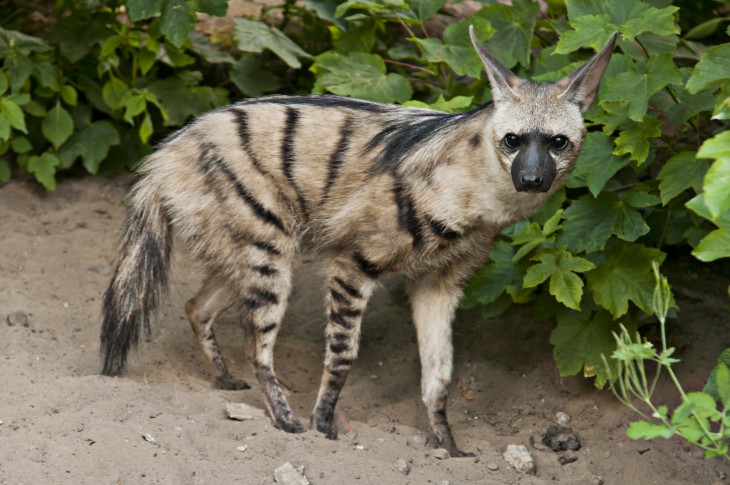 © https://kugukl.files.wordpress.com/2014/02/aardwolf-11.jpg