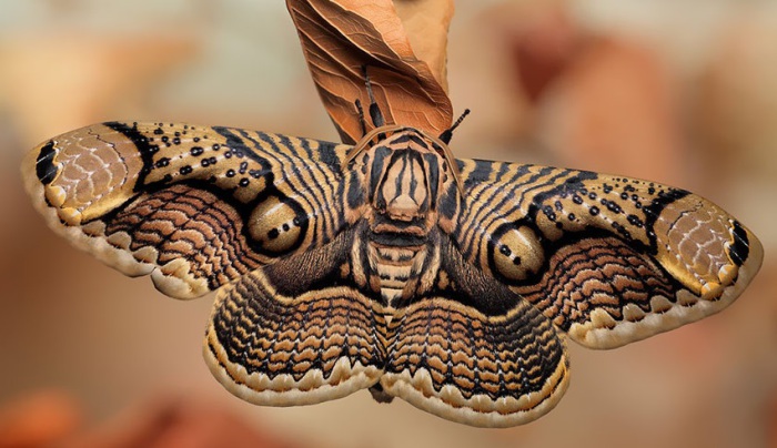 20 волшебных преображений: самые необычные бабочки и их гусеницы