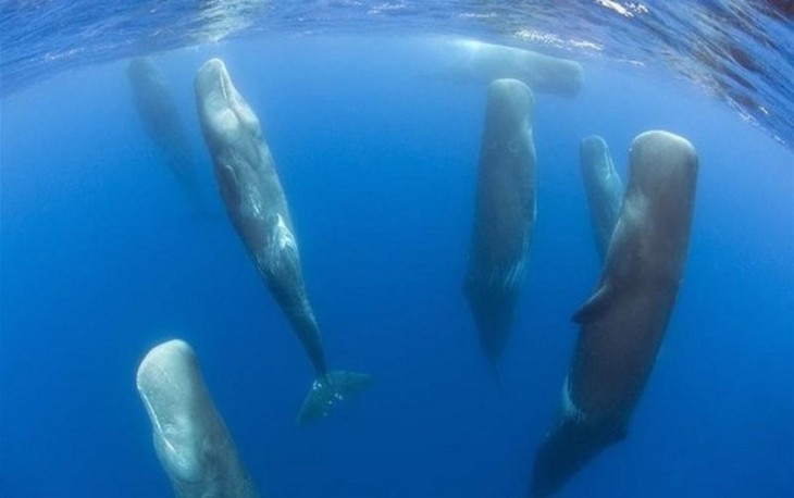 25 фотографій, в реальність яких важко повірити