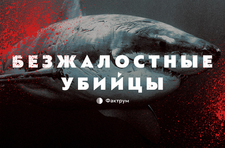 10 самых опасных акул в мире, встреча с которыми ничем хорошим не закончится (11 фото)