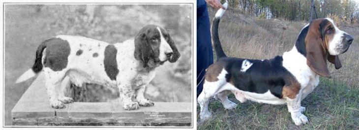 Как изменились породы собак за 100 лет селекционных «улучшений»