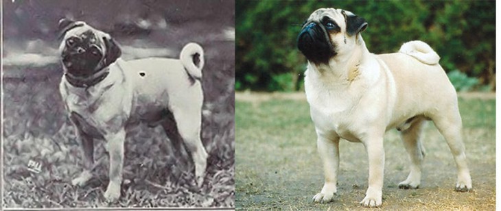 Как изменились породы собак за 100 лет селекционных «улучшений»