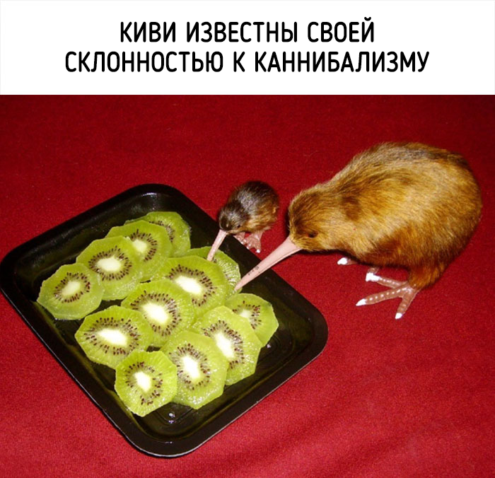 Источник фотографий: Fishki.net