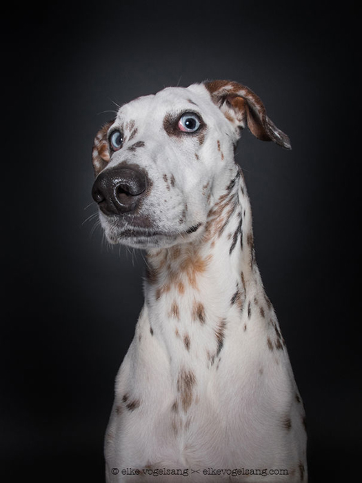 © Elke Vogelsang