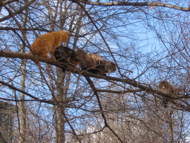 Коты, что парят, словно птицы