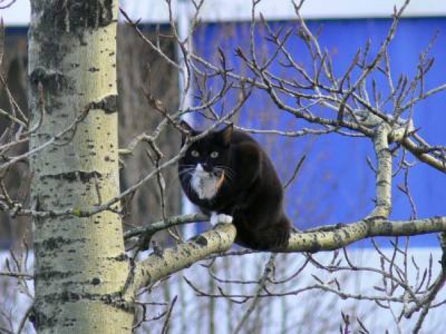 Коты, что парят, словно птицы