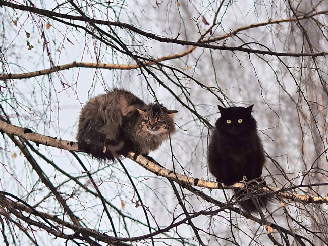 Коты, что парят, словно птицы