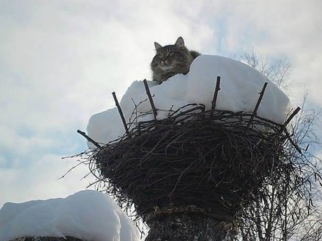 Коты, что парят, словно птицы