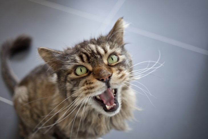 10 увлекательных фактов о кошачьей стратегии выживания в человеческих городах