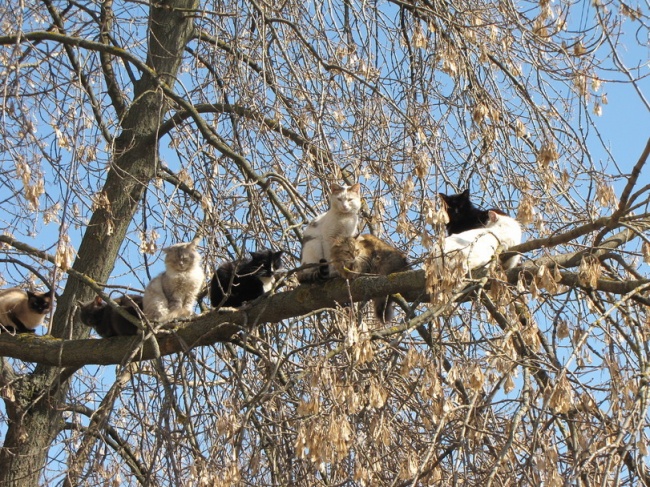 Коты, что парят, словно птицы