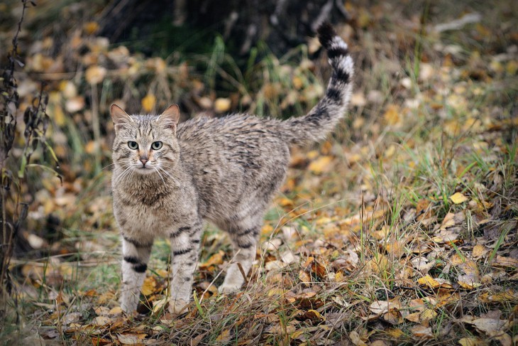 10 увлекательных фактов о кошачьей стратегии выживания в человеческих городах