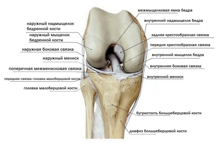 Копчик У Человека Фото