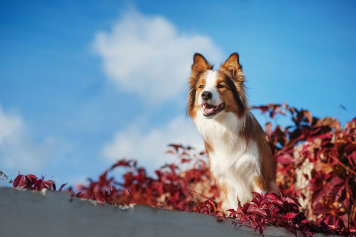 Red Border Collie dog against the sky