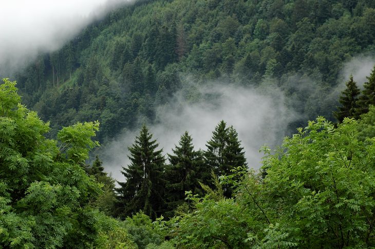 Black Forest landscape, trees in cloud.