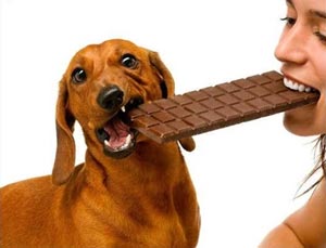 Шоколад может быть ядом для собак