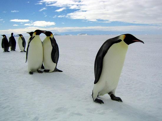 Пингвины женского пола участвуют в проституции