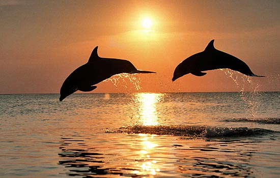 Дельфины обладают умением в точности повторять движения своих собратьев, даже если не видят, что они делают