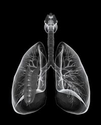 Горох может расти в человеческих лёгких
