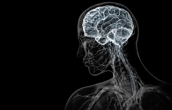 Мифы и факты о работе человеческого мозга