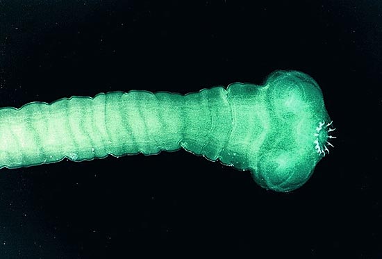Самое длинное животное на Земле — ленточный червь