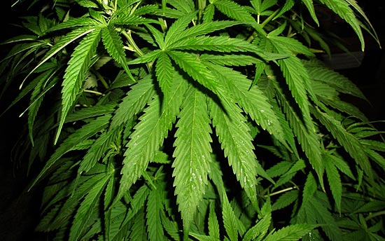 Россия марихуана декриминализована наркотик на букву м
