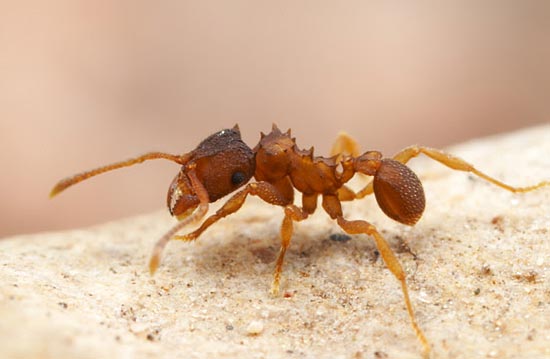 Муравьи вида Mycocepurus smithii размножаются клонированием и являются точными копиями своей королевы