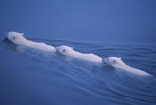 Белые медведи могут проплывать 700 км в поисках пищи