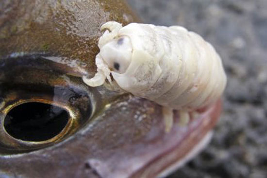 Cymothoa exigua — единственный в мире паразит, полностью заменяющий собой орган хозяина