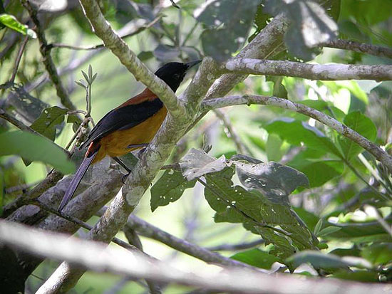 В Новой Гвинее водятся ядовитые птицы — хохлатые питохуи