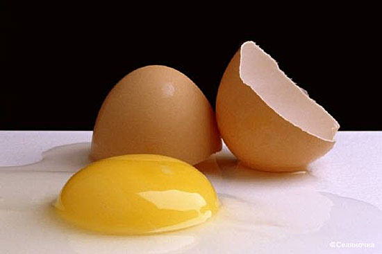 Куры с белыми ушными мочками откладывают белые яйца, а с красными мочками — коричневые