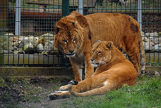 Лигр (гибрид между львом-самцом и тигрицей-самкой) является «самой большой кошкой» на планете.