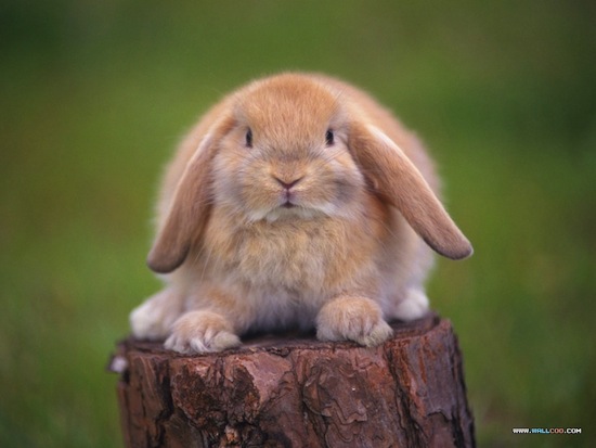 27 сентября — Международный день кролика. 7 фактов о кроликах