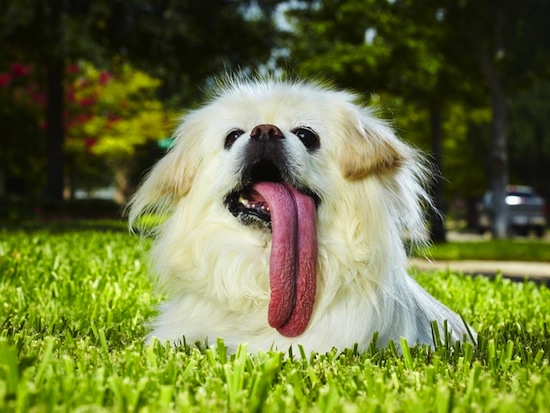 Самый длинный собачий язык в мире имеет длину 11,43 см