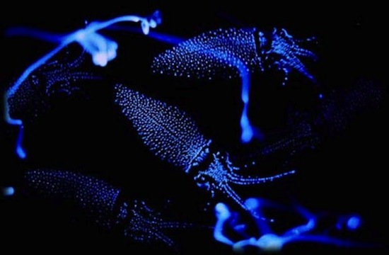 Существуют кальмары с ярко-голубой «подсветкой»