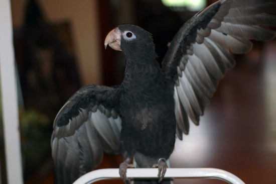 Самцы попугая Васа — единственные из попугаев, имеющие пенис
