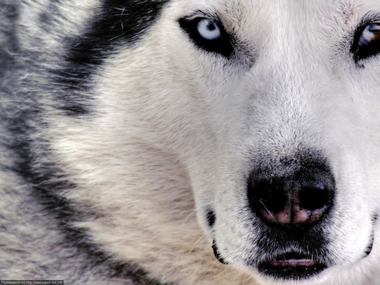 Собаки породы Сибирский хаски способны выдерживать мороз до -60 градусов по Цельсию