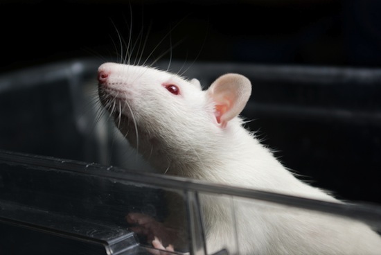 Учёные соединили мозги двух крыс «телепатической» электронной связью