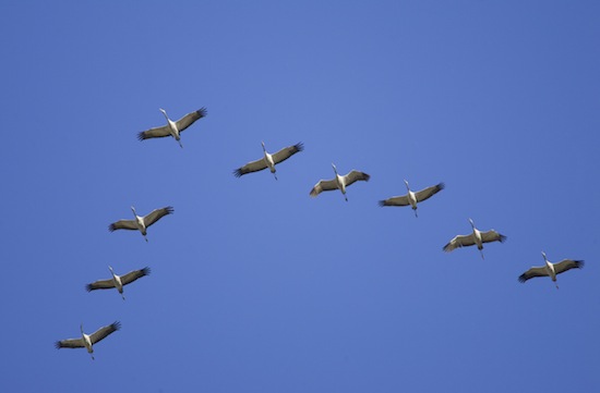 Птицы летают клином чтобы использовать завихрения воздушных потоков