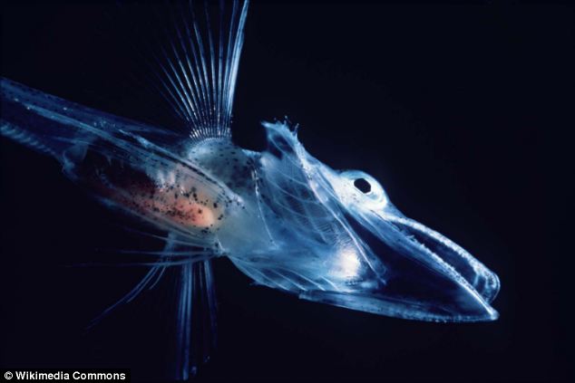 Существует прозрачная рыба с прозрачной кровью