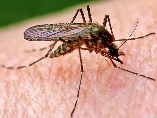 Малярия заставляет комаров жаждать вашей крови