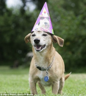 Самая старая собака в мире до сих пор жива и в этом году отпразднует своё тридцатилетие