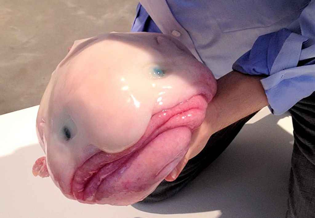 Рыба-капля — официально самое уродливое животное на Земле