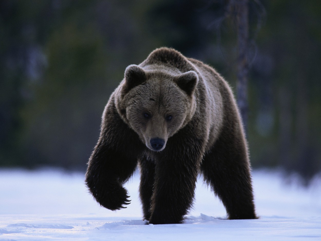 10 самых любопытных видео фактов о медведях