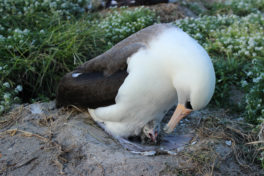 Старейшая дикая птица в мире — 63-летняя самка альбатроса на днях стала матерью