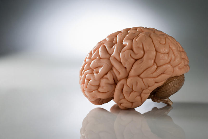 Мужской мозг больше, чем женский, примерно на 8-13%