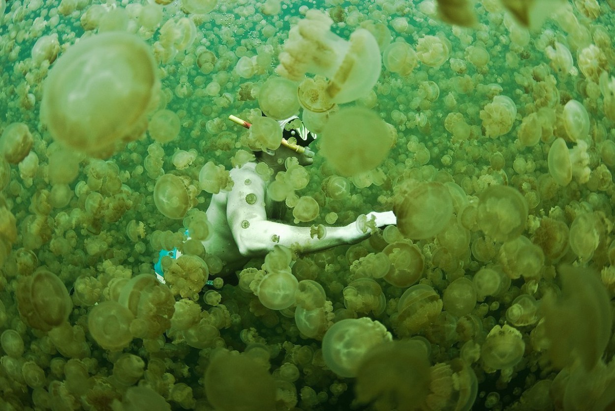 В этом озере можно безопасно плавать с миллионами медуз